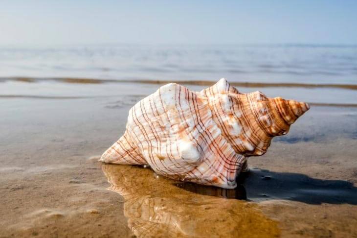 Visit Tarpon Springs - Common #shells #seashells found on #floridas  #gulfcoast #shelllocal Tag us #visittarponsprings @visittarponsprings  .#tarpon  #spongedocks #greek