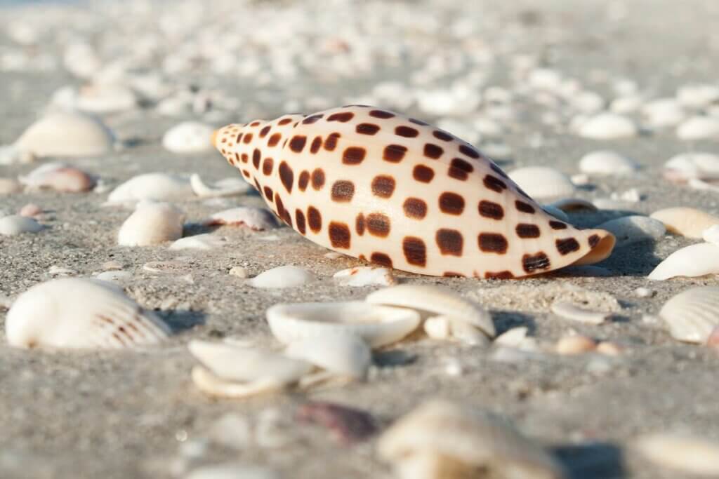 Junonia shell on Sanibel Island