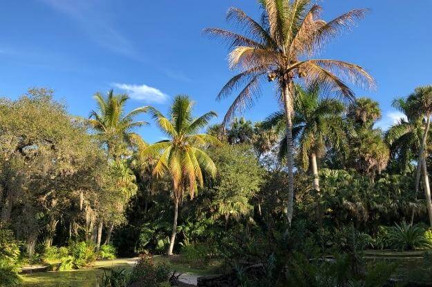 McKee Botanical Garden Palm Trees in Vero Beach.