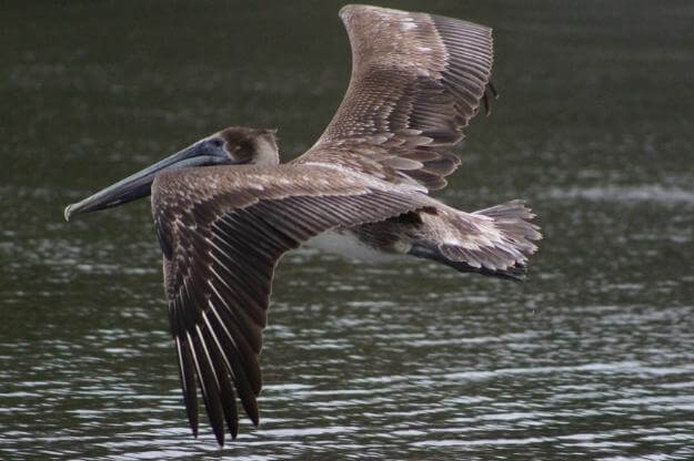 Brown pelican flying over Pelican Island.