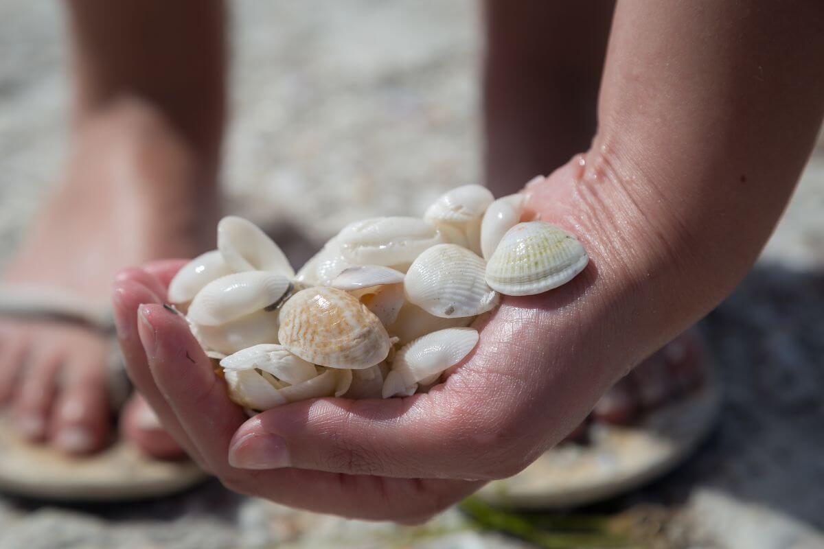 Sanibel Island shells