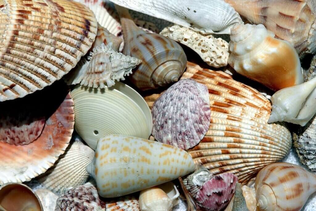 So Many Rare Shells Found On Sanibel This Week