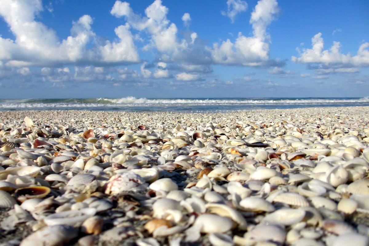 Shells on Sanibel Island in Southwest Florida