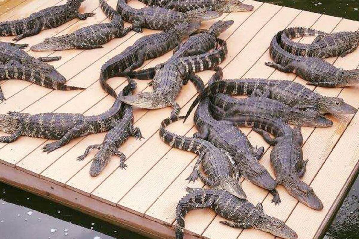 Smuggler's Cove alligators