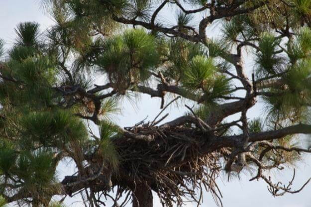 Eagles nest at Tiger Creek Preserve in Central Florida. 