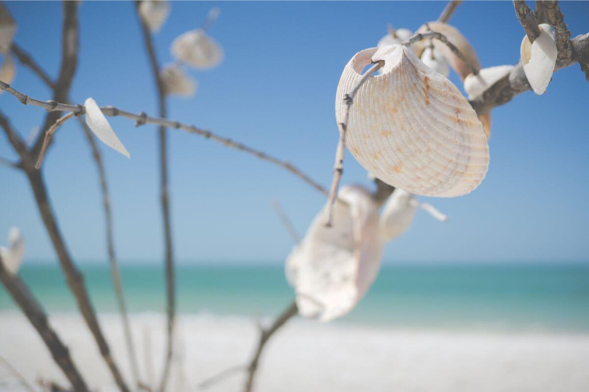 White shells found in Southwest Florida