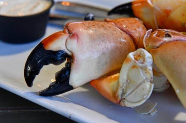 Photo of fresh Florida stone crab claw on plate