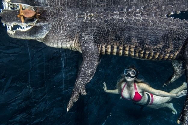 woman swimming with alligator