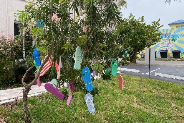 Tree with flip flops hanging on it. 