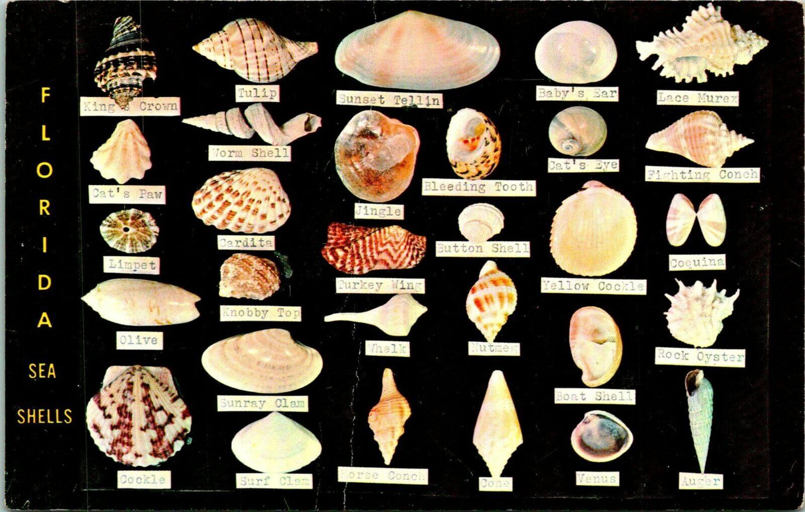 Florida sea shell names 