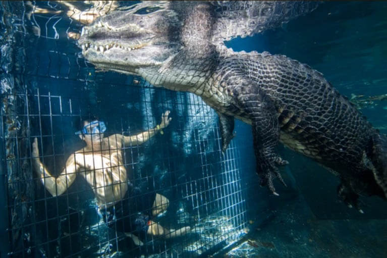 Person Swimming with an alligator