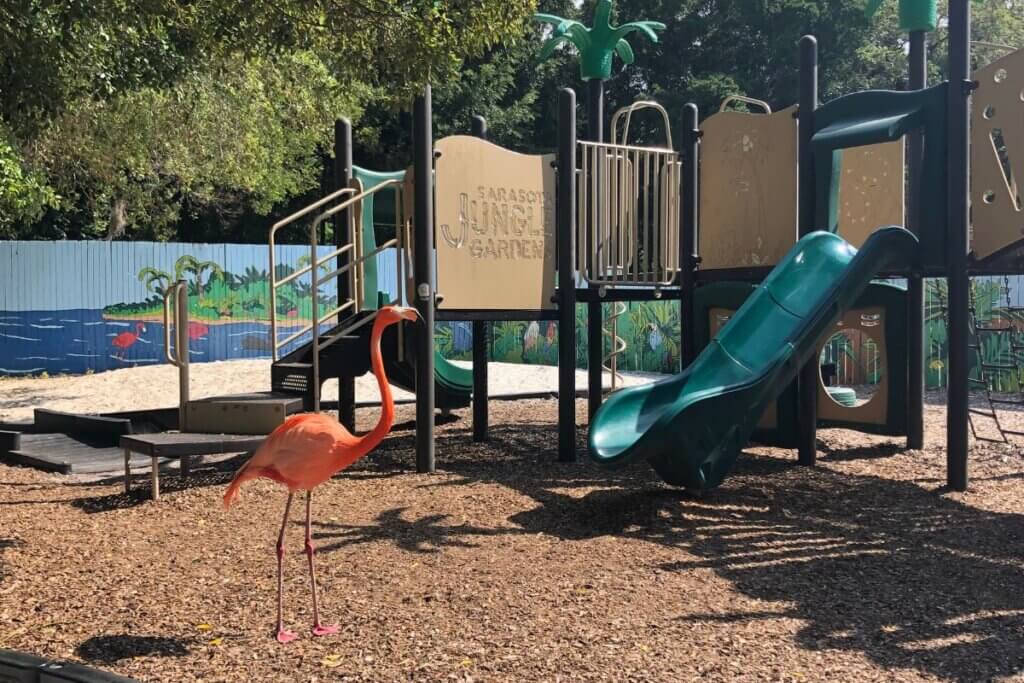 A flamingo in the playground at Sarasota Jungle Gardens