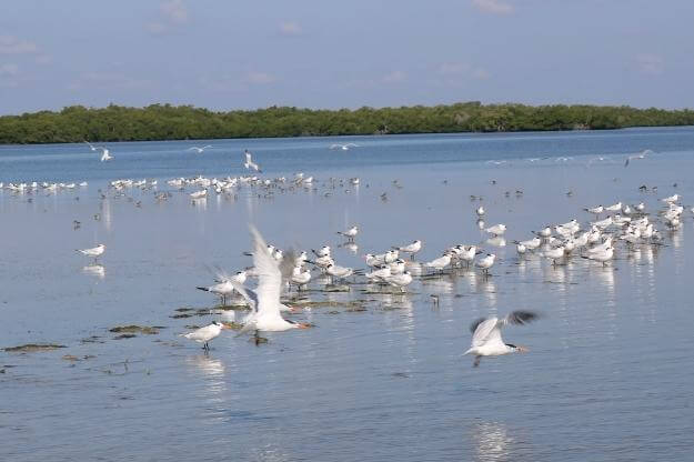 Shorebirds at Florida's Ten Thousand Islands. 