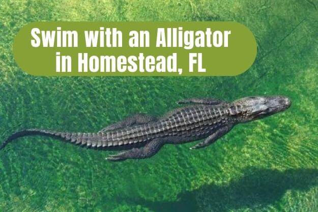Swim with an alligator in Homestead, Florida