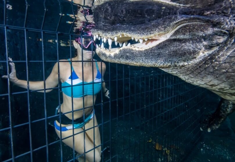 Woman swimming with an alligator