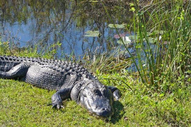 Alligator spotted in Everglades National Park