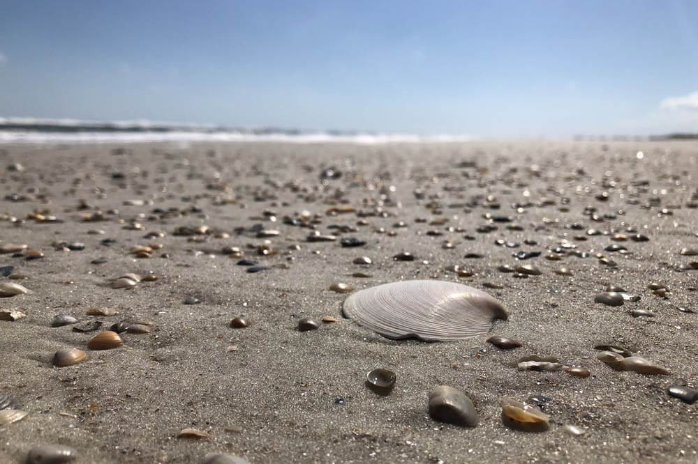 Shells on the beach. 