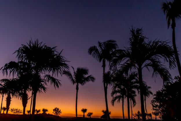 Palm trees at sunrise. 