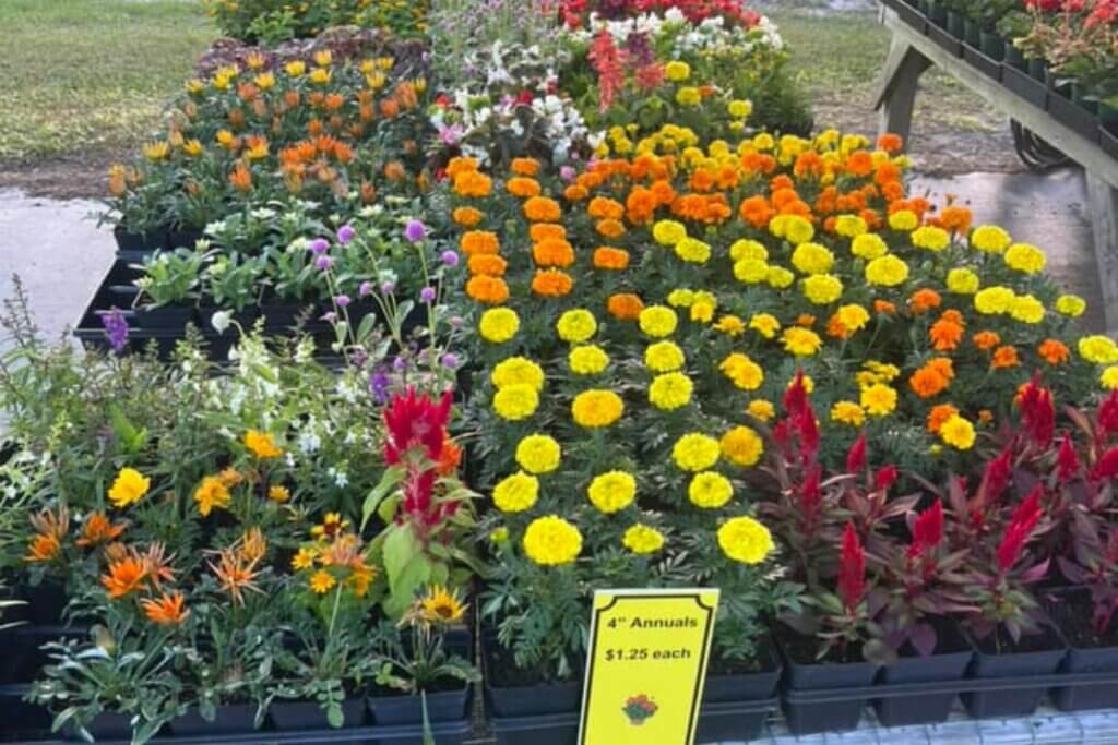 Annuals for sale at Lommerse in Sanford