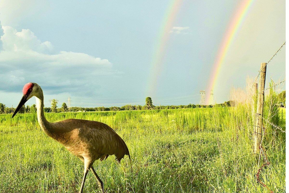 Brooker Creek Preserve sandhill crane and double rainbow