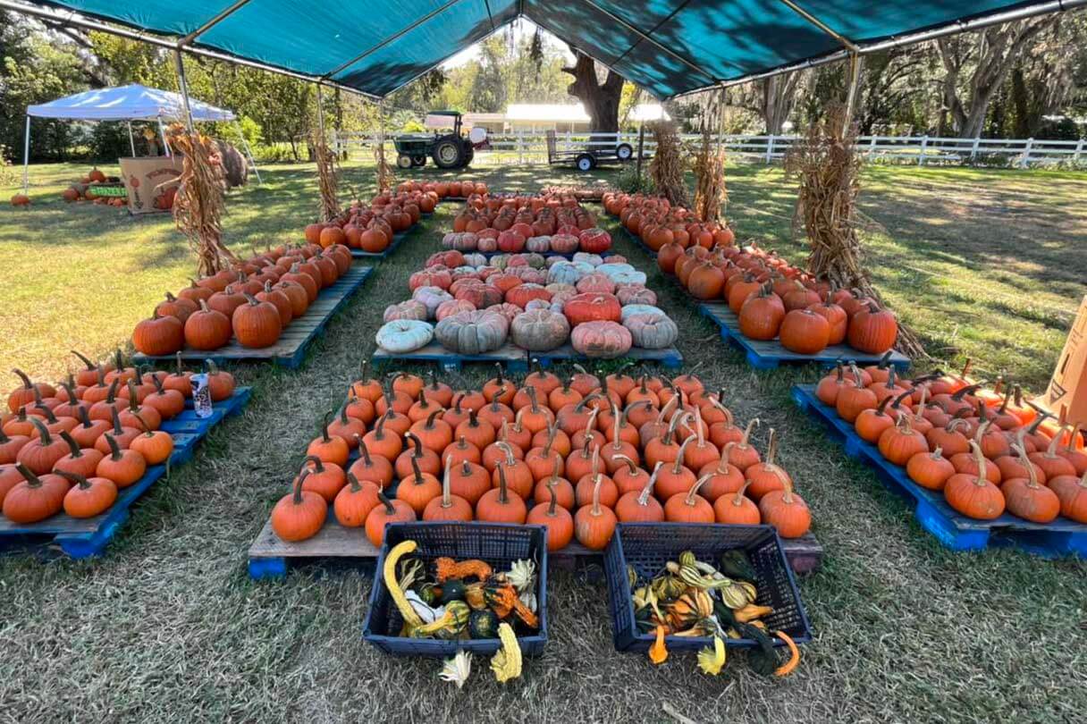 Frazier Farms Pumpkins