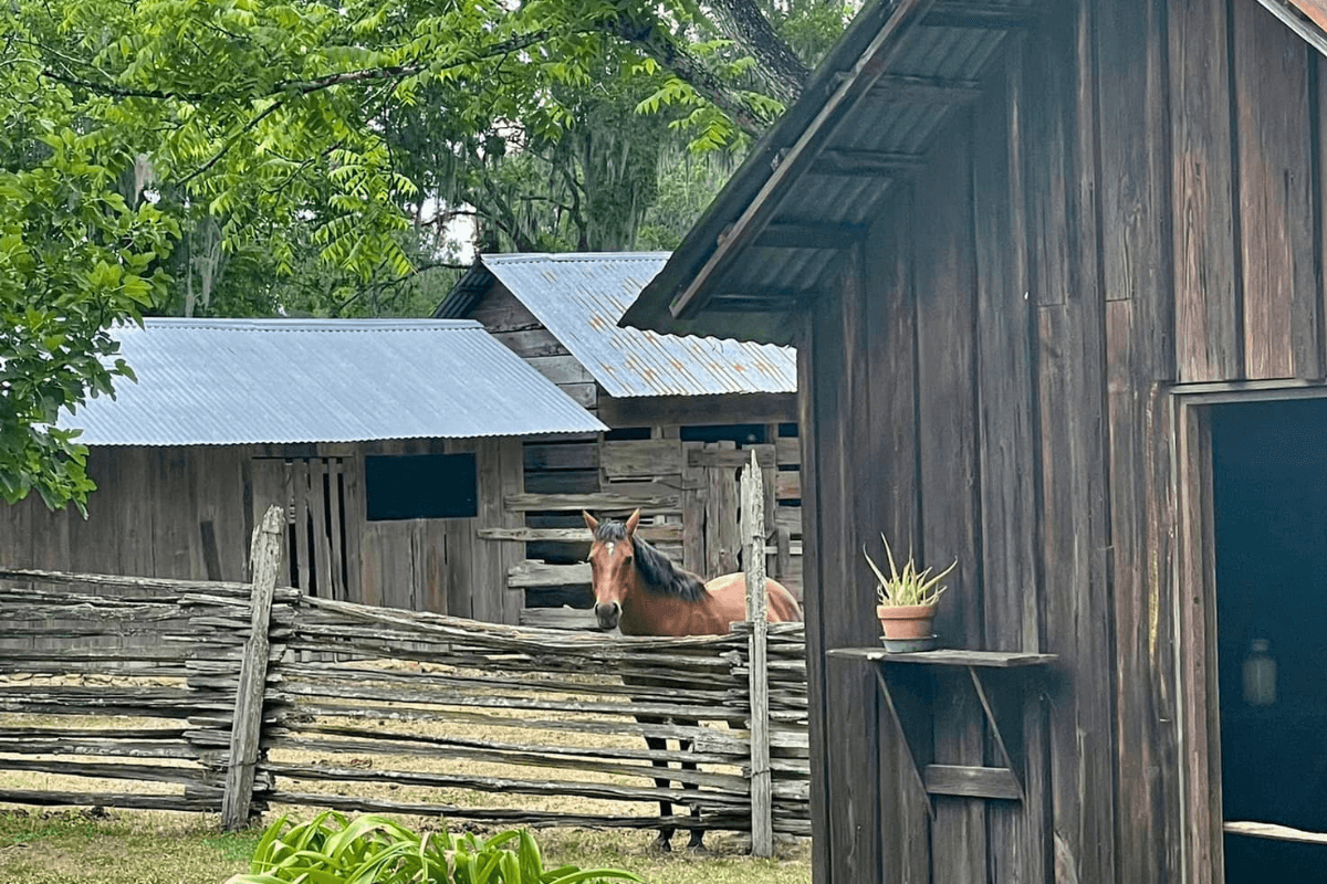 Horse on Dudley Farm in Newberry FL.