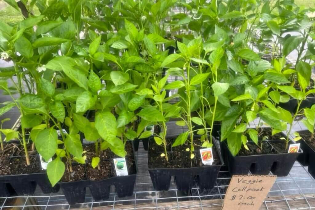 Lommerse Plants for Sale in Sanford