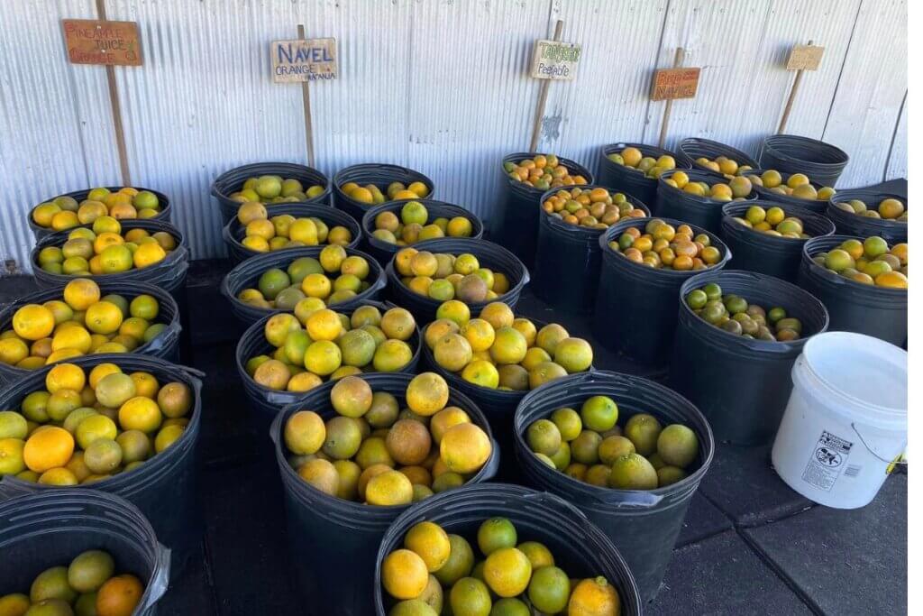 Meriwether Farms citrus for sale