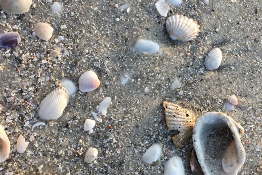 seashells on Naples beach