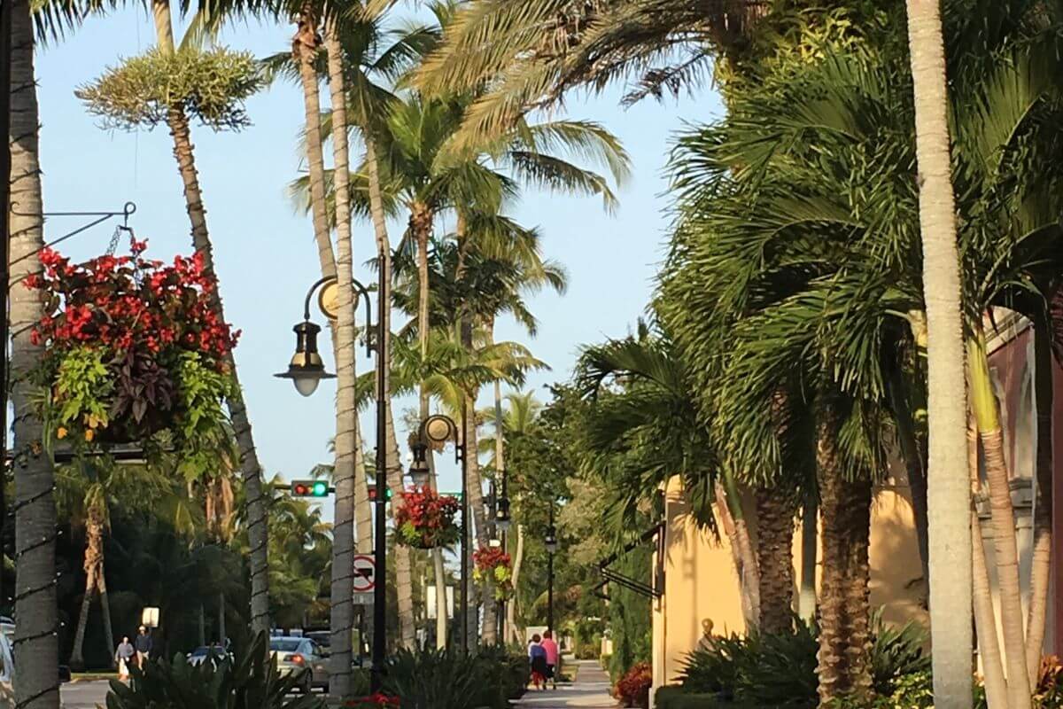 palm trees near Naples street