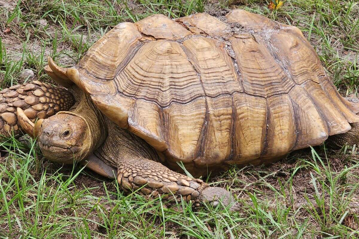 Old McMickys Farm resident tortoise