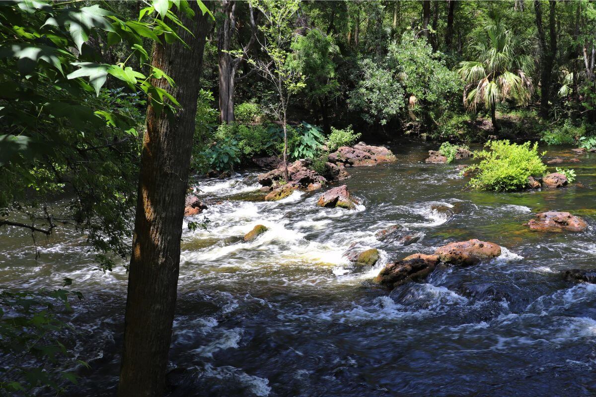 River rapids at Hillsborough River State Park
