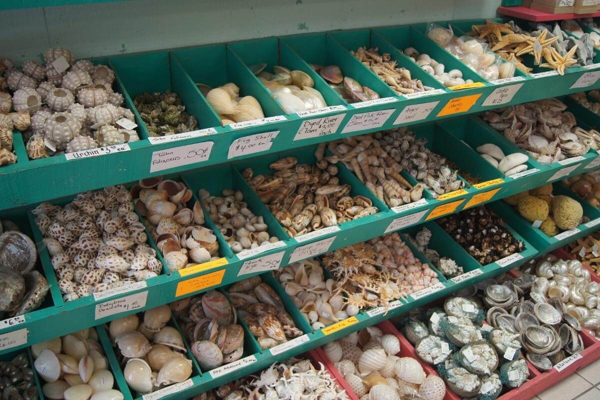 Shells for sale in Sanibel Island gift shop.