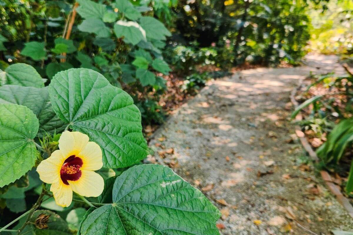 USF Botanical Gardens trail with flower