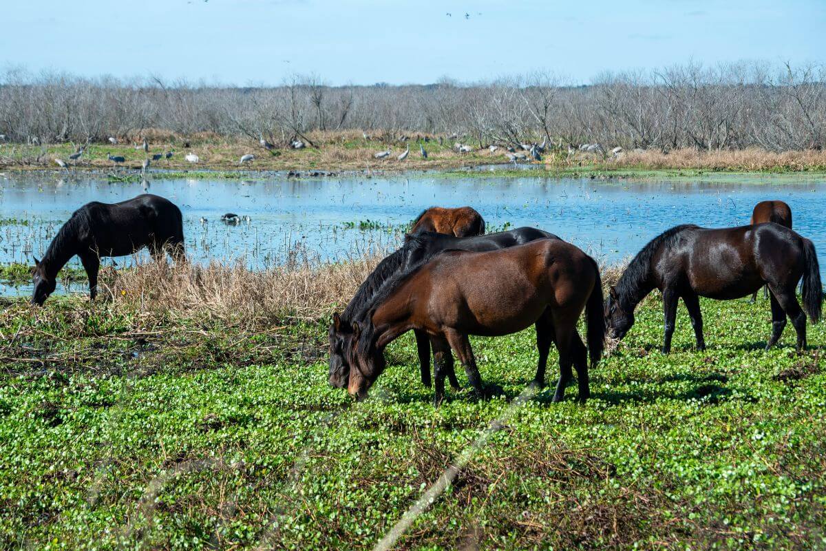 Wild Horses at Paynes Prairies Preserves State Park.