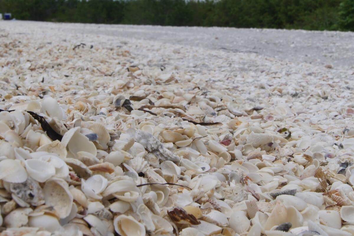 Shells in Sanibel Island. 