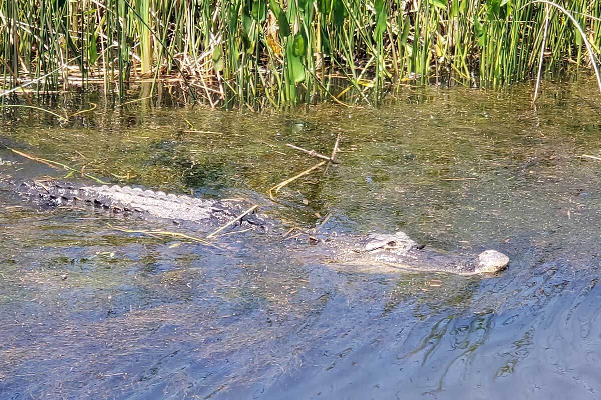 Alligator on an Apalachicola Airboat Excursion boat toar