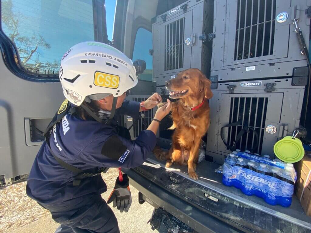 Rescue worker caring for a dog in the back of a vehicle