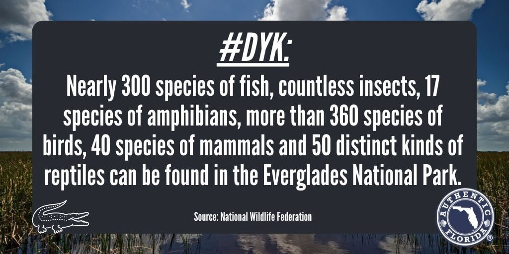 Did you Know - Nearly 300 species of Fish, countless insects, 17 species of amphibians, more than 360 species of birds, 40 species of mammals and 50 distinct kinds of reptiles can be found in the Everglades National Park
