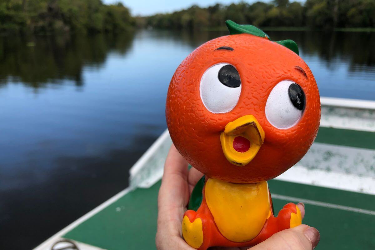 Florida Orange Bird on Airboat Ride