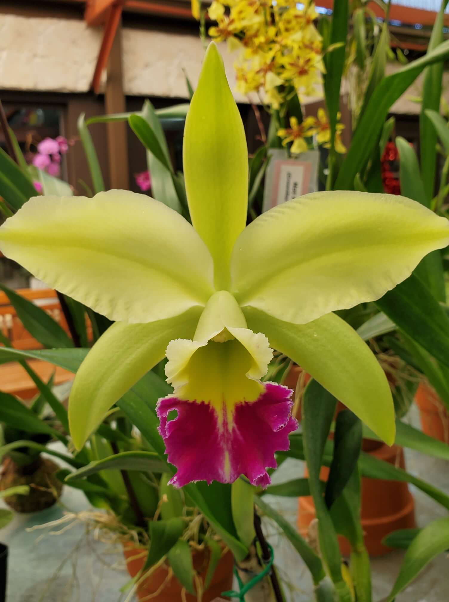 orchid from R.F. Orchids. 
