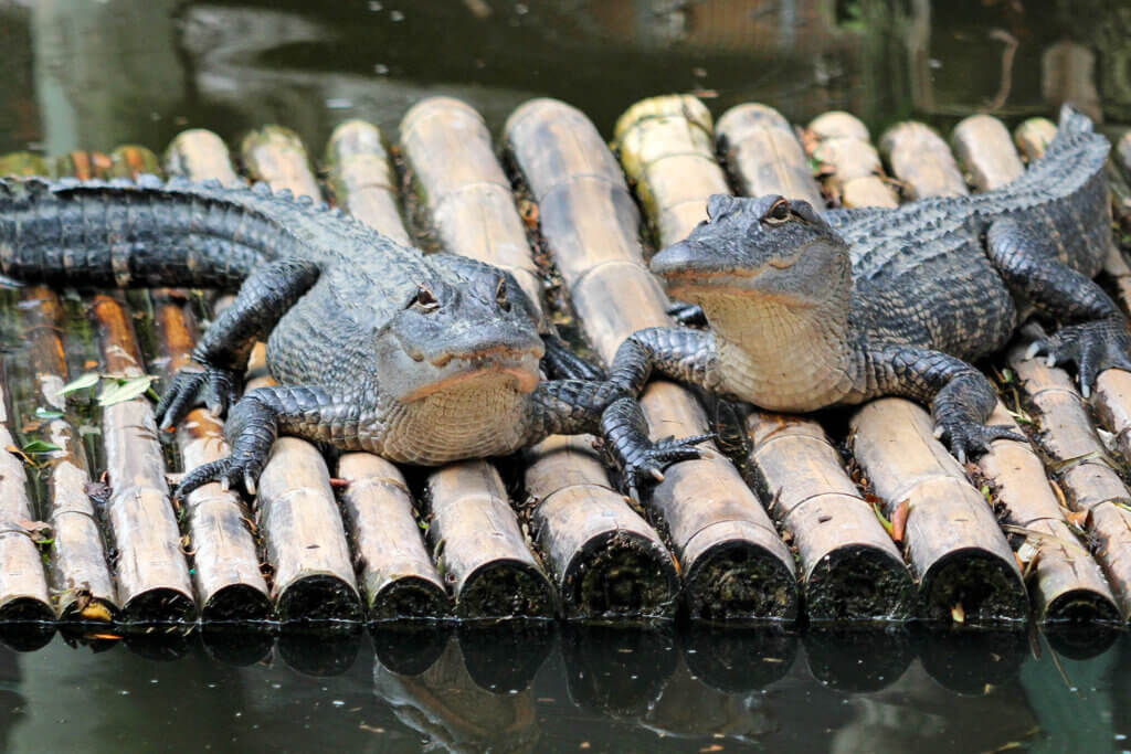 alligators at The Wonder Gardens