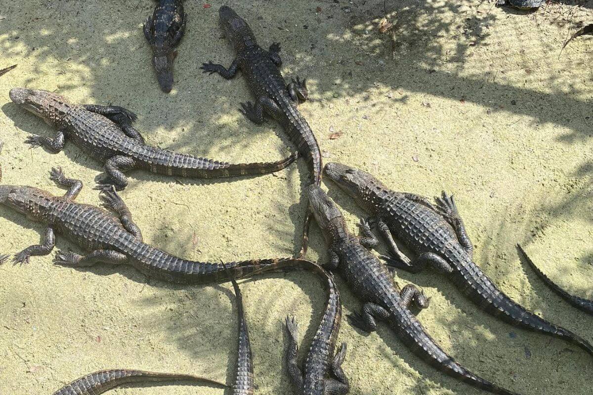 Congo River Mini Golf alligators in Altamonte Springs