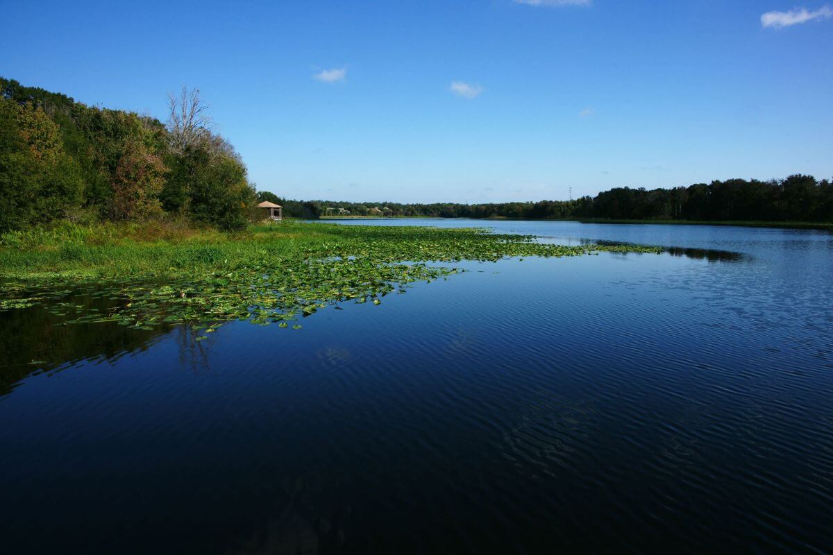 Lake Lotus