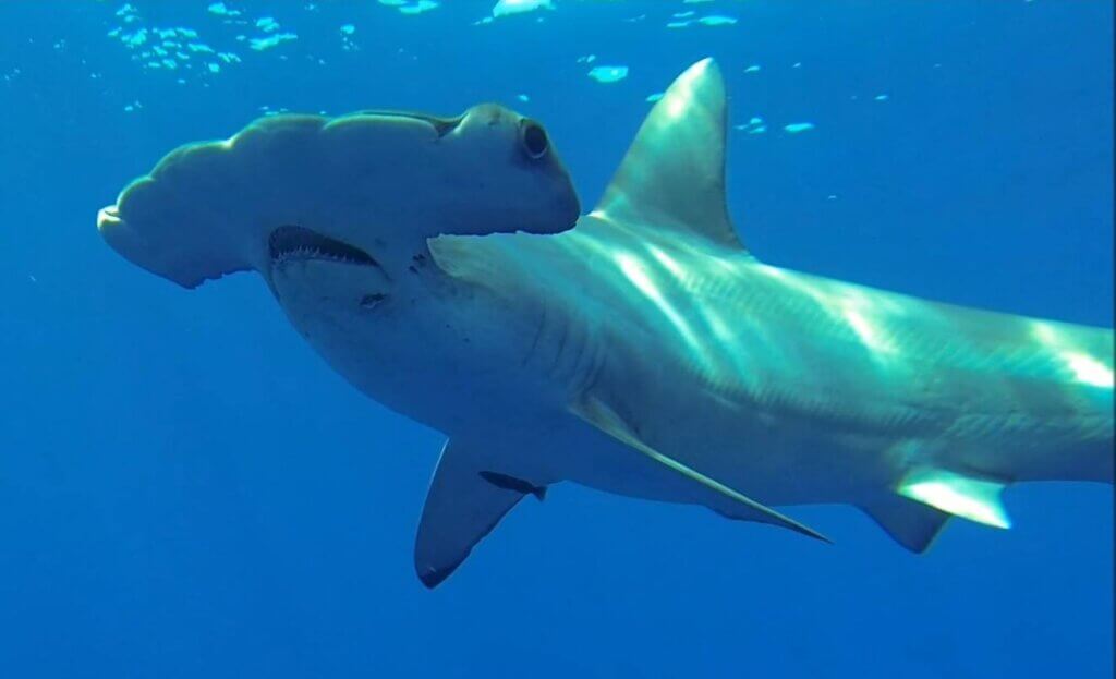 Photo of a shark 