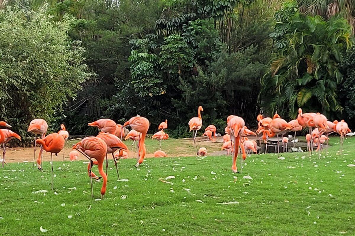 Flamingos at Busch Gardens