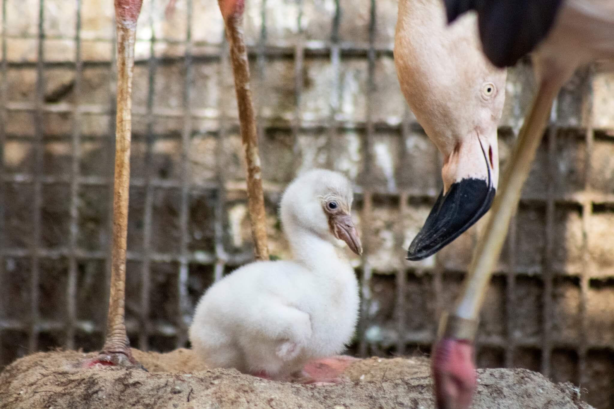 Baby flamingo 