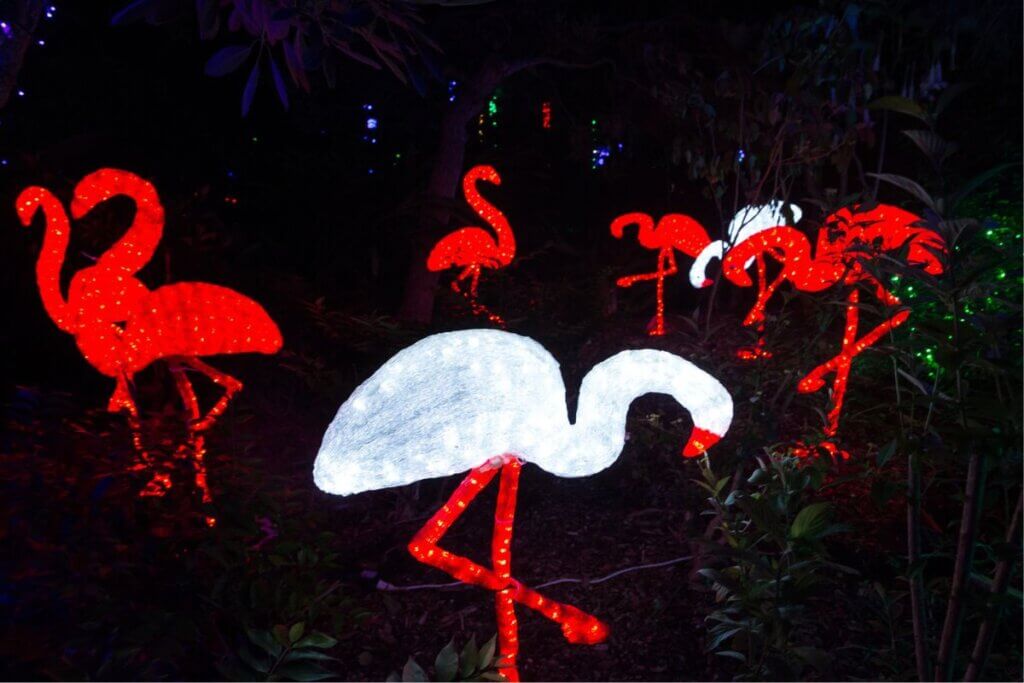 Flamingos at Holiday Lights in the Florida Botanical Gardens