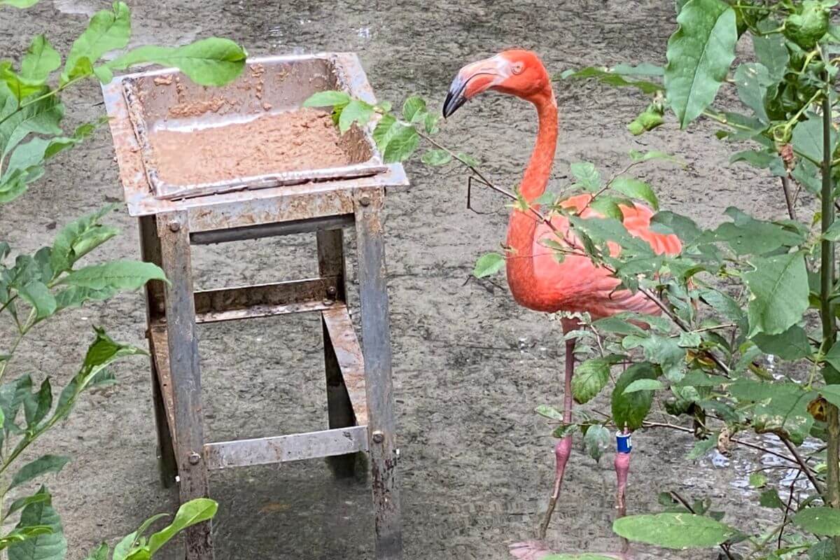 Flamingo eating 