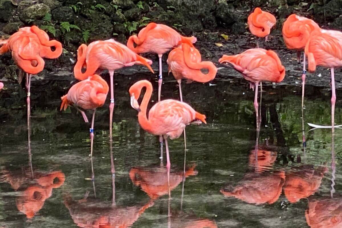Flamingos in the water at Homosassaa Springs Wildlife State Park 